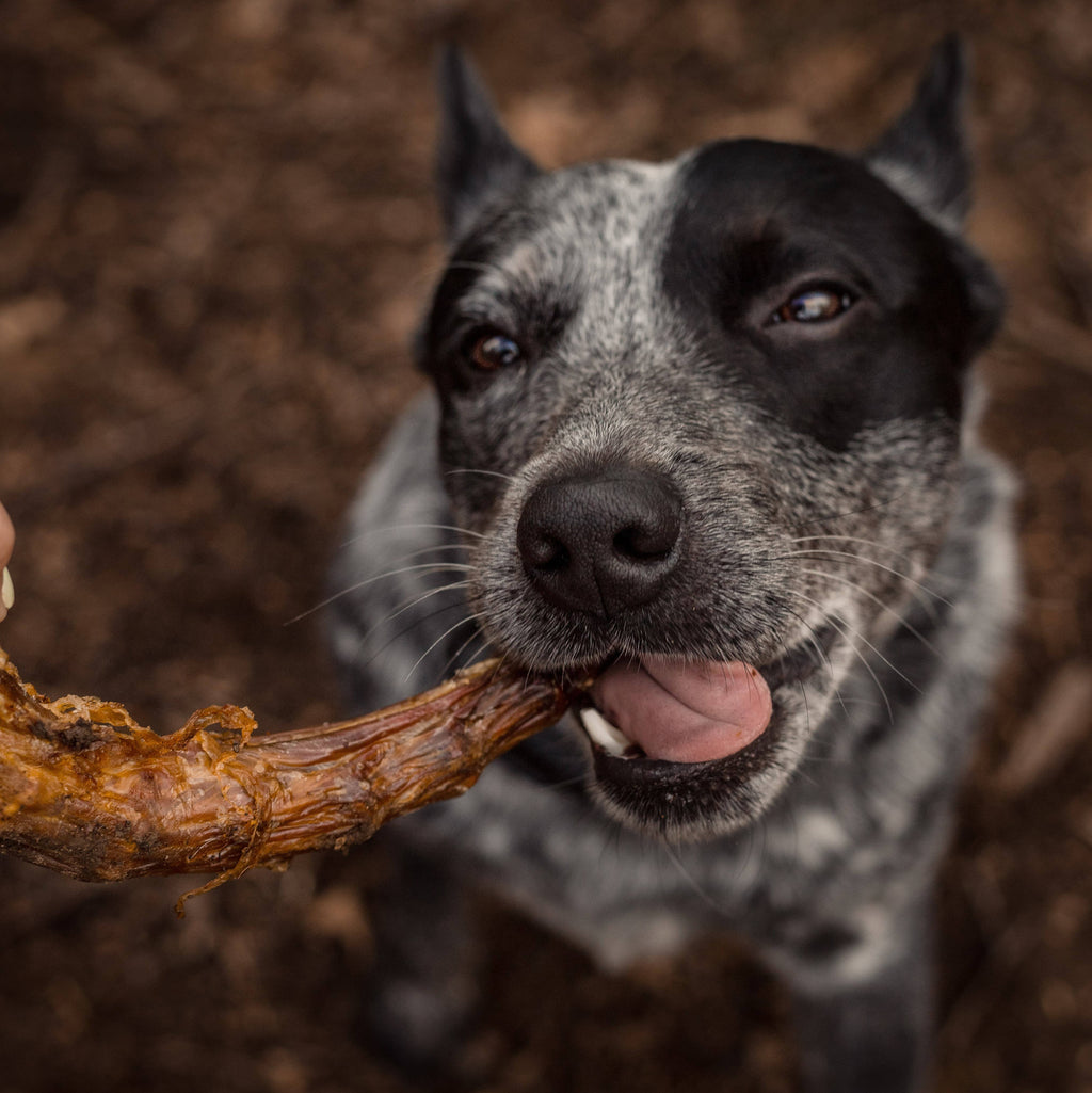 Turkey Neck -  Skinless Bulk Chew - All-Natural Dog Treats
