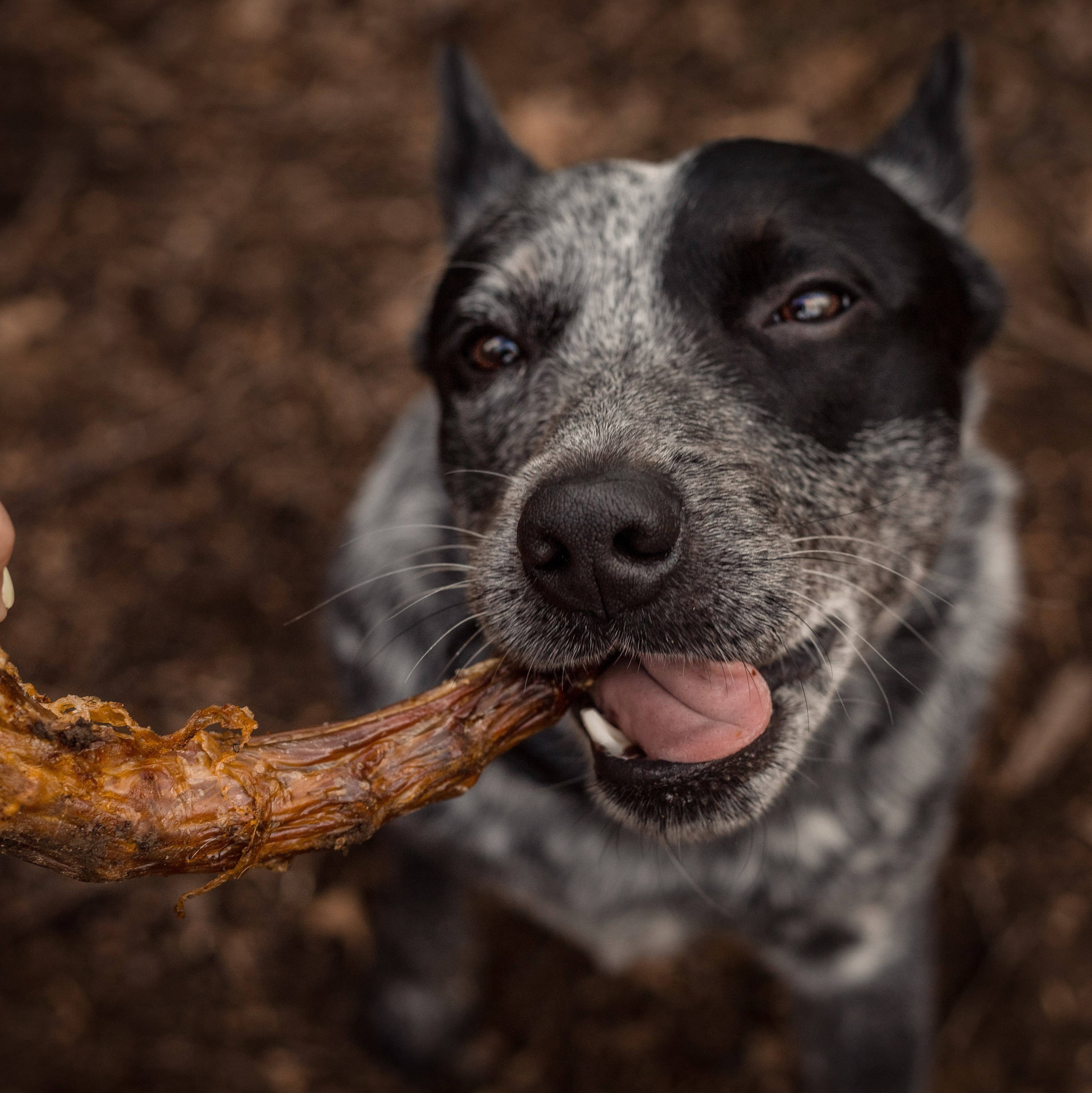 Turkey Neck -  Skinless Bulk Chew - All-Natural Dog Treats