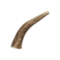 Natural Elk Antlers - Whole: Small Whole