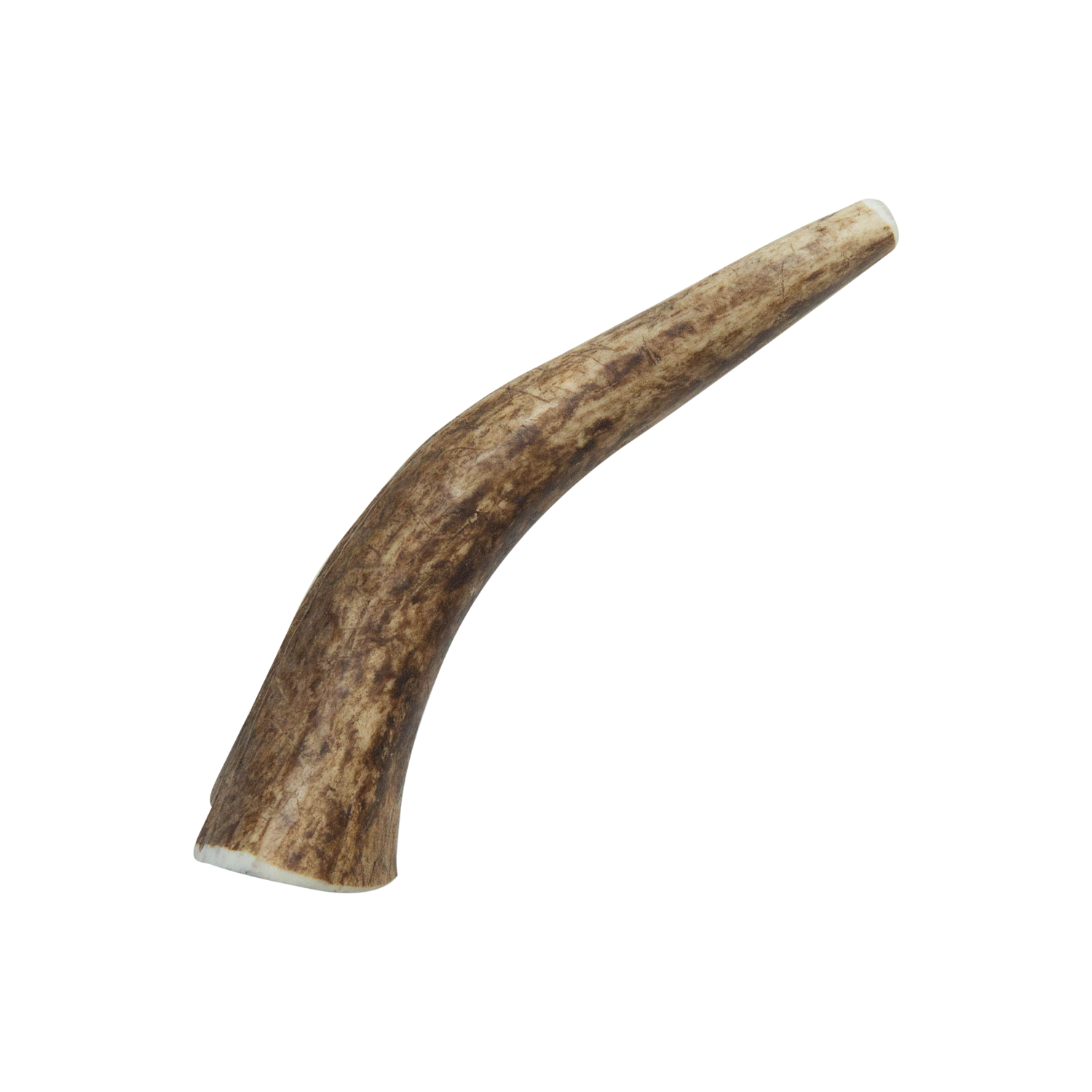 Natural Elk Antlers - Whole: Large Whole