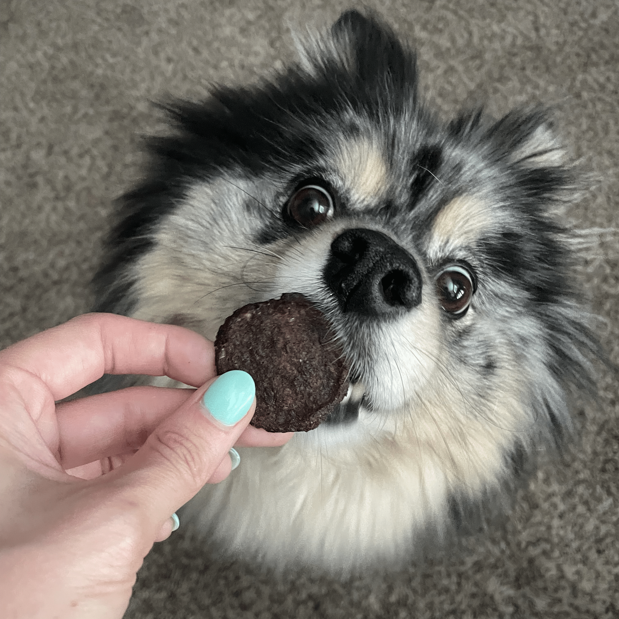 Beef Chips Dog Treats: Standard 4oz