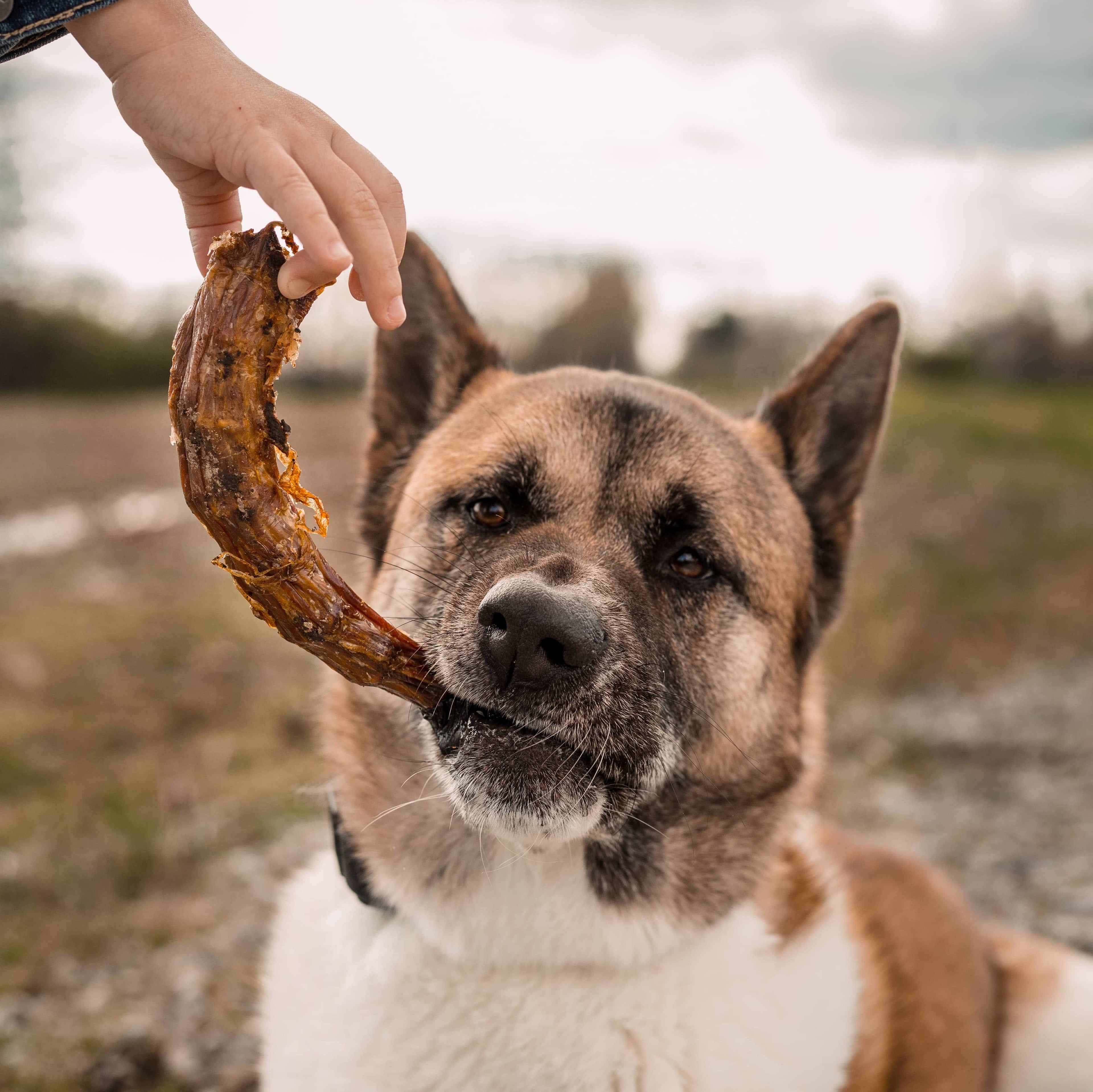 Turkey Neck -  Skinless Bulk Chew - All-Natural Dog Treats