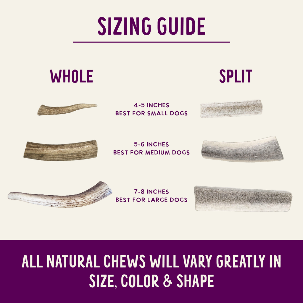 Natural Elk Antlers - Whole: Small Whole