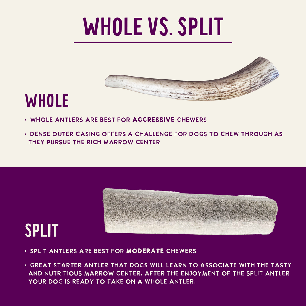 Natural Elk Antlers - Whole: Large Whole