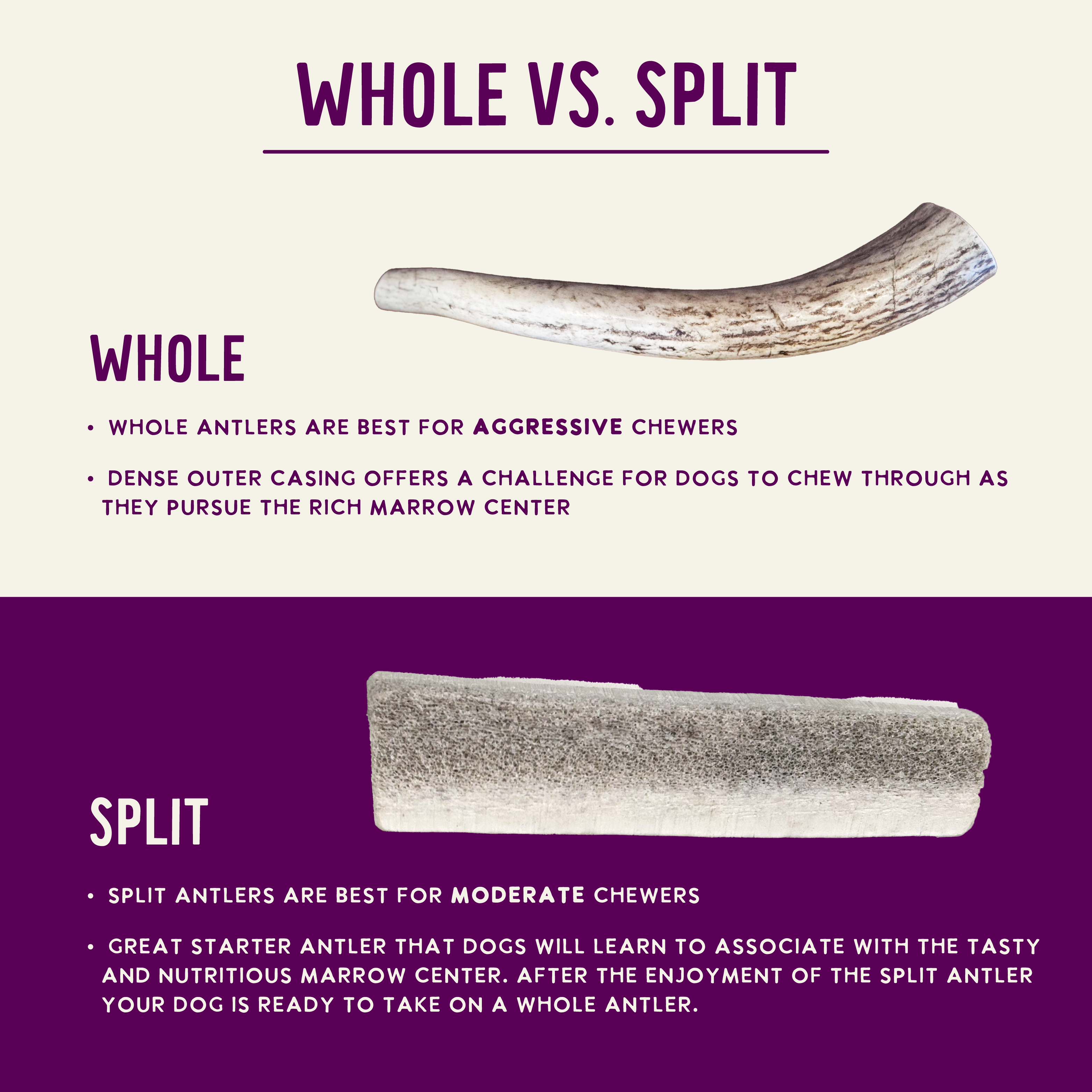 Natural Elk Antlers - Whole: Large Whole