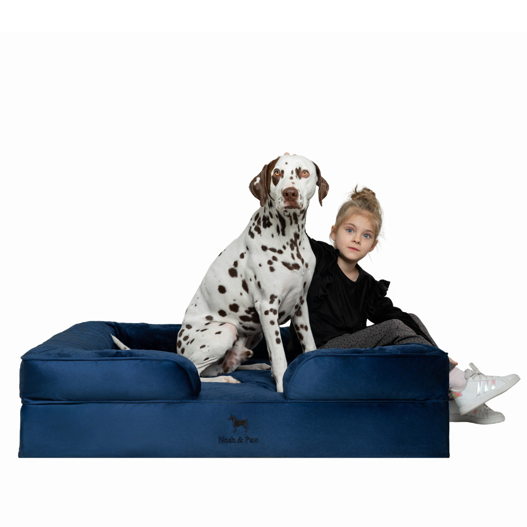 Noah & Paw Velvet Orthopedic Sofa Bed | Navy Blue | Medium