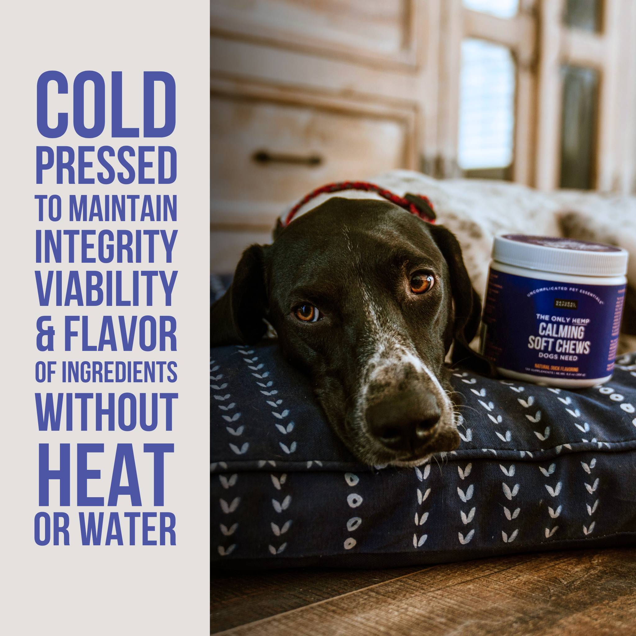 The Only Hemp Calming Soft Chews Dogs Need: 120 count jar