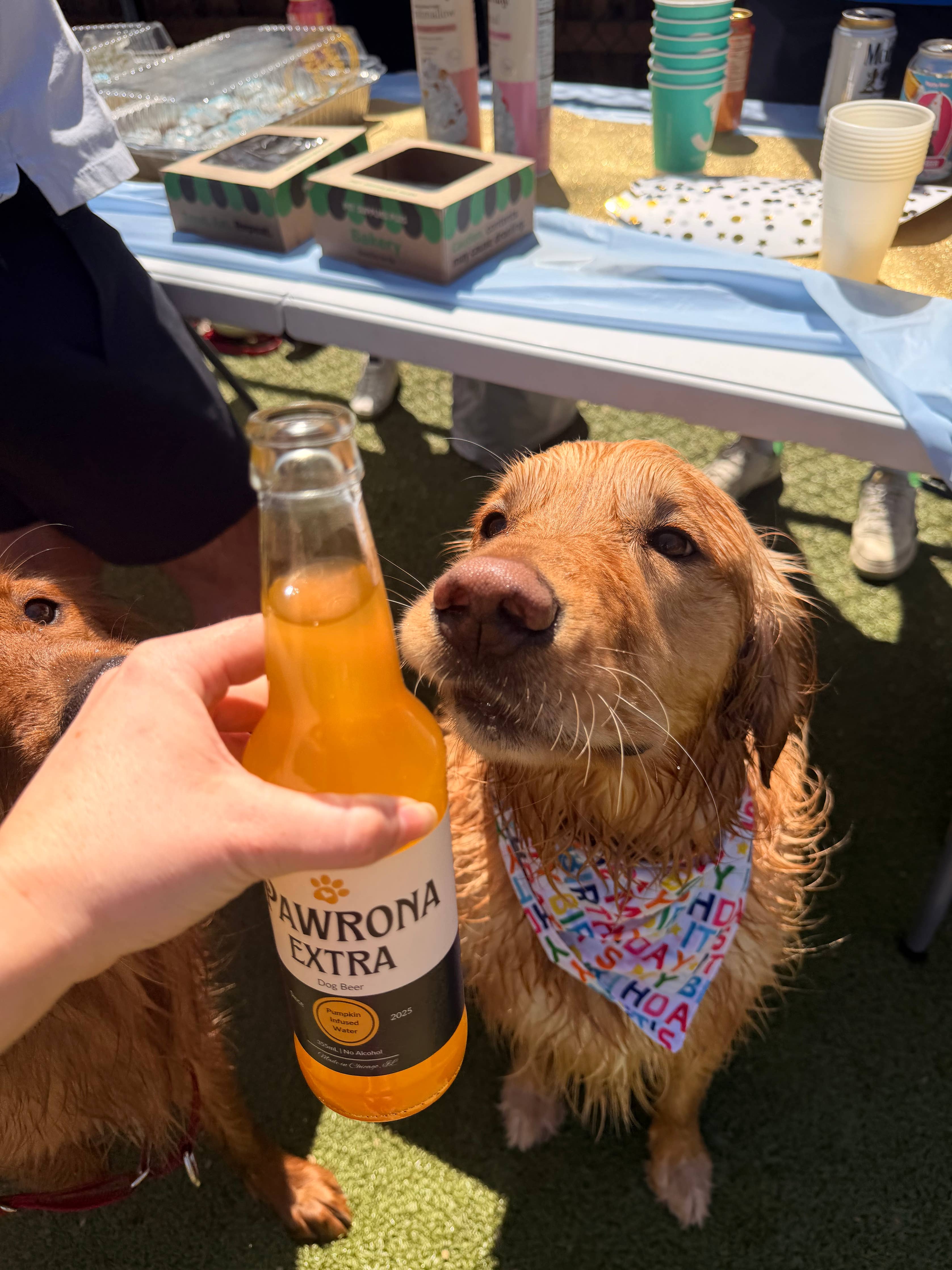 Paw-Rona Dog Beer | Pumpkin | 12 oz