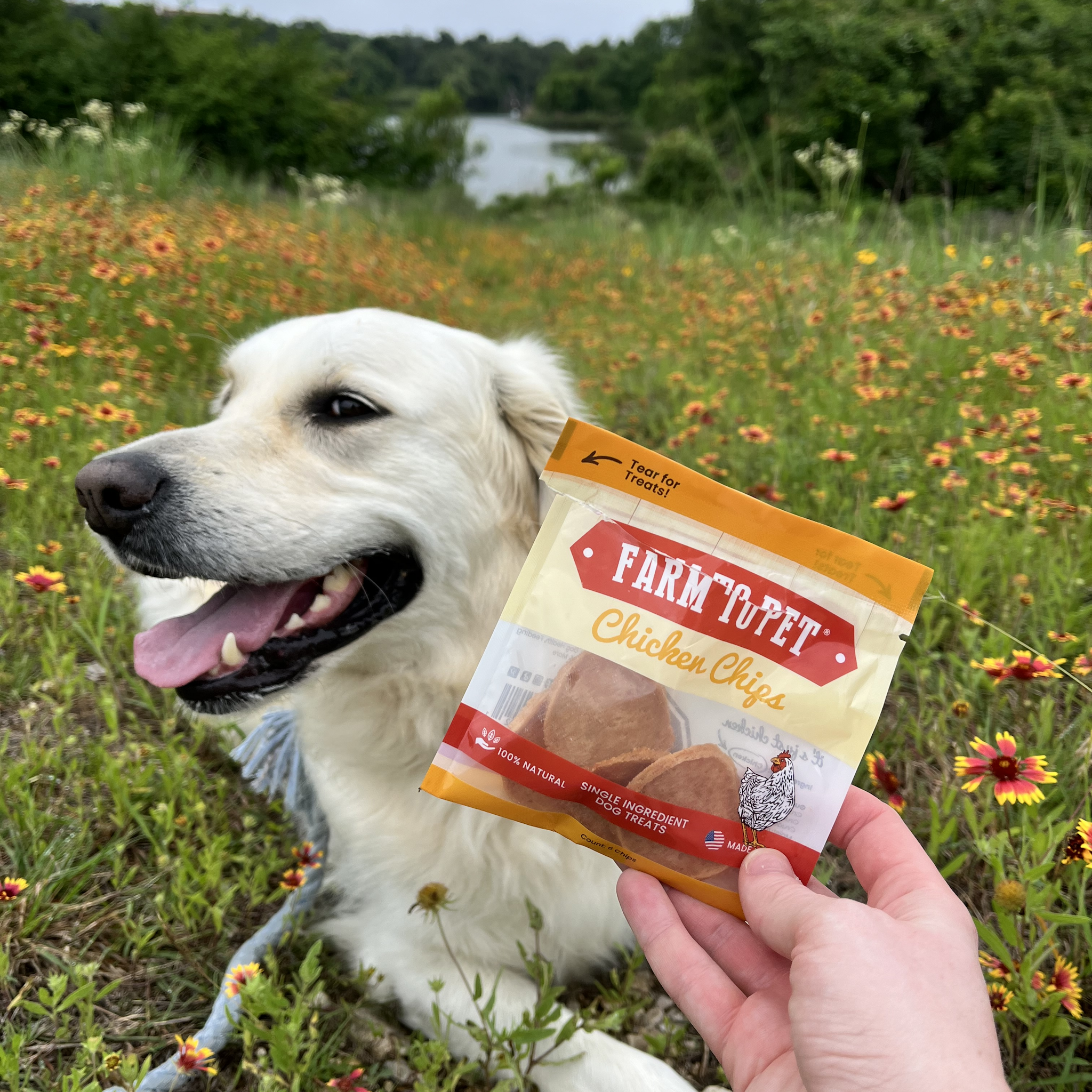 Chicken Chips Healthy Dog Snack Pack Bundle (24 pack): Pack of 24