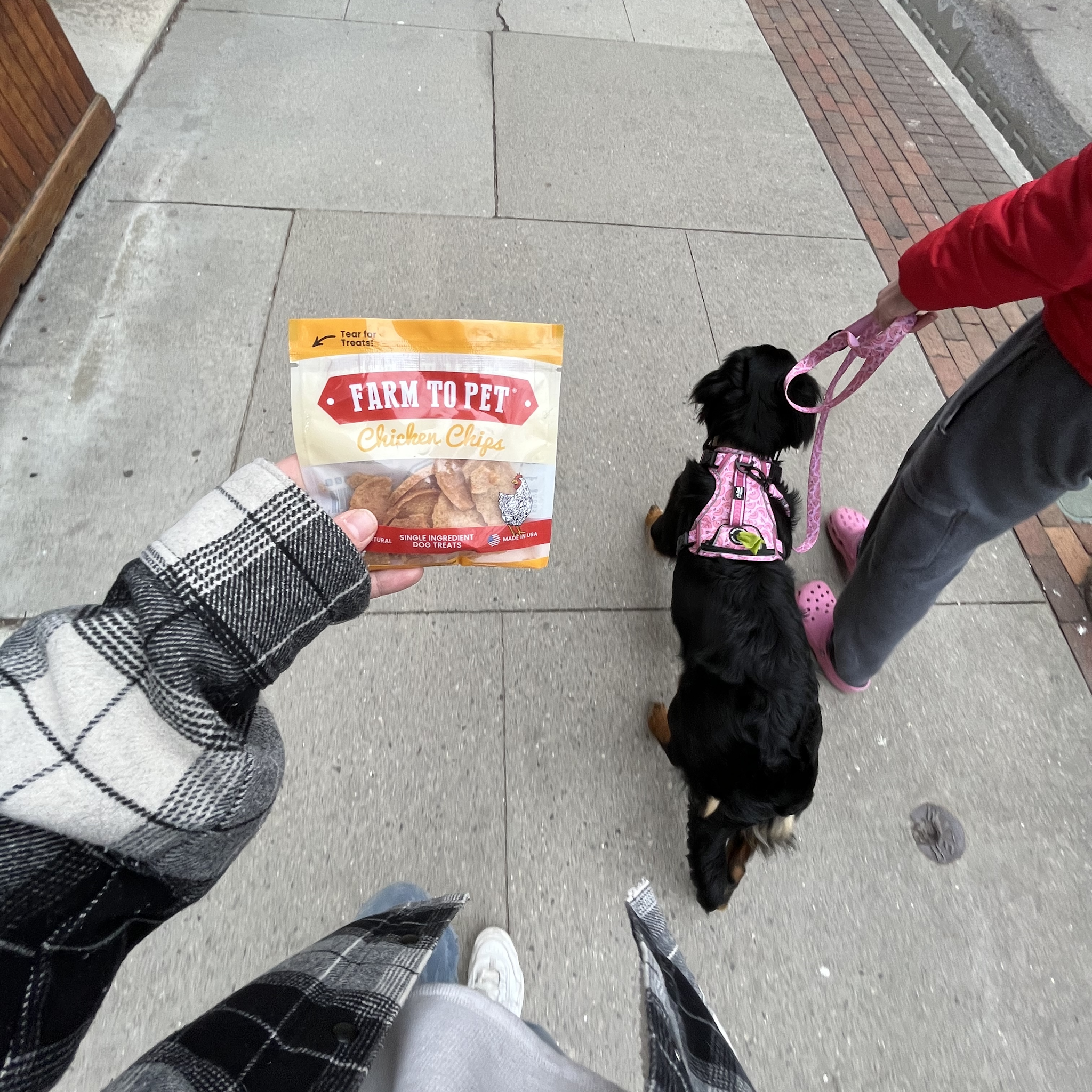 Chicken Chips Healthy Dog Snack Pack Bundle (24 pack): Pack of 24