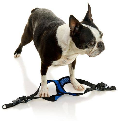Blue Comfort X Step In Lite Harness - Extra Small