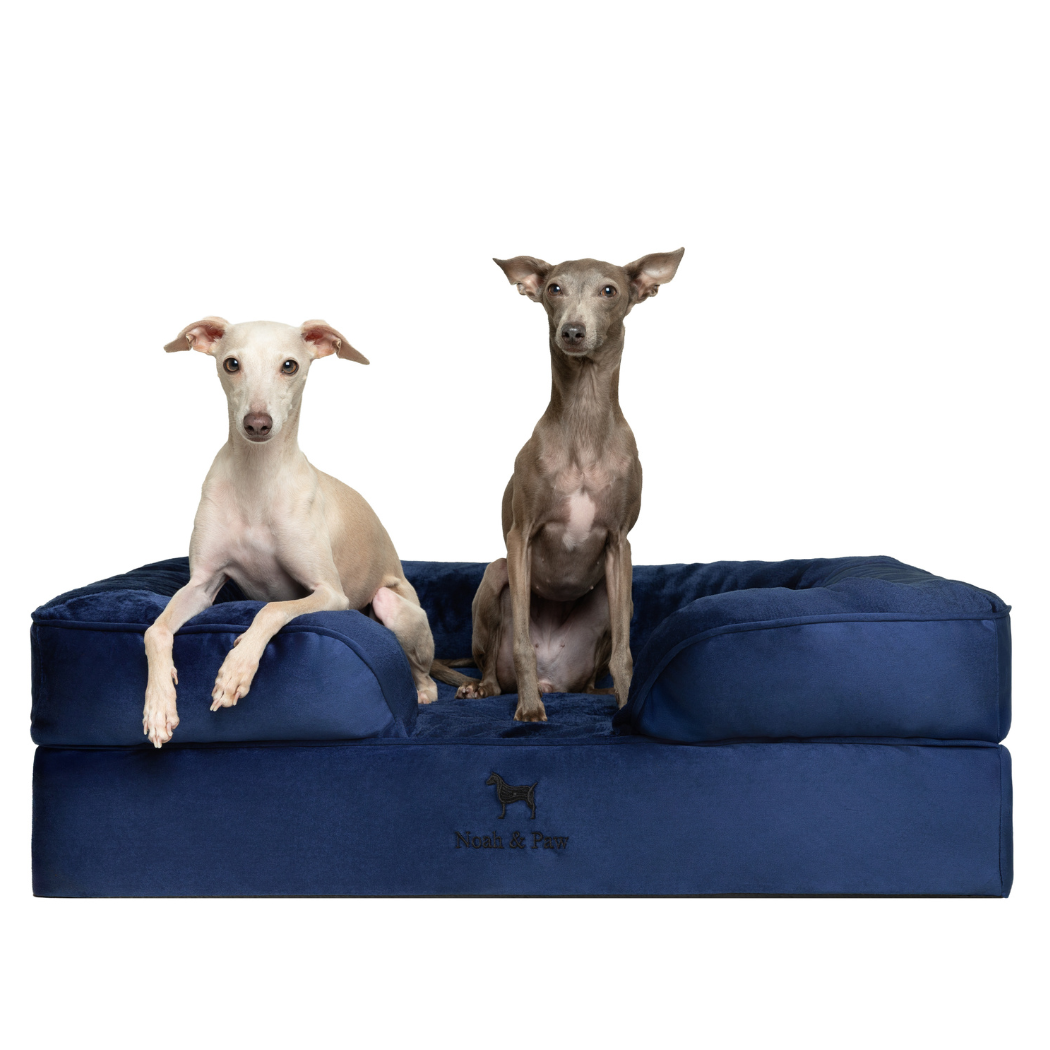 Noah & Paw Velvet Orthopedic Sofa Bed | Navy Blue | Medium