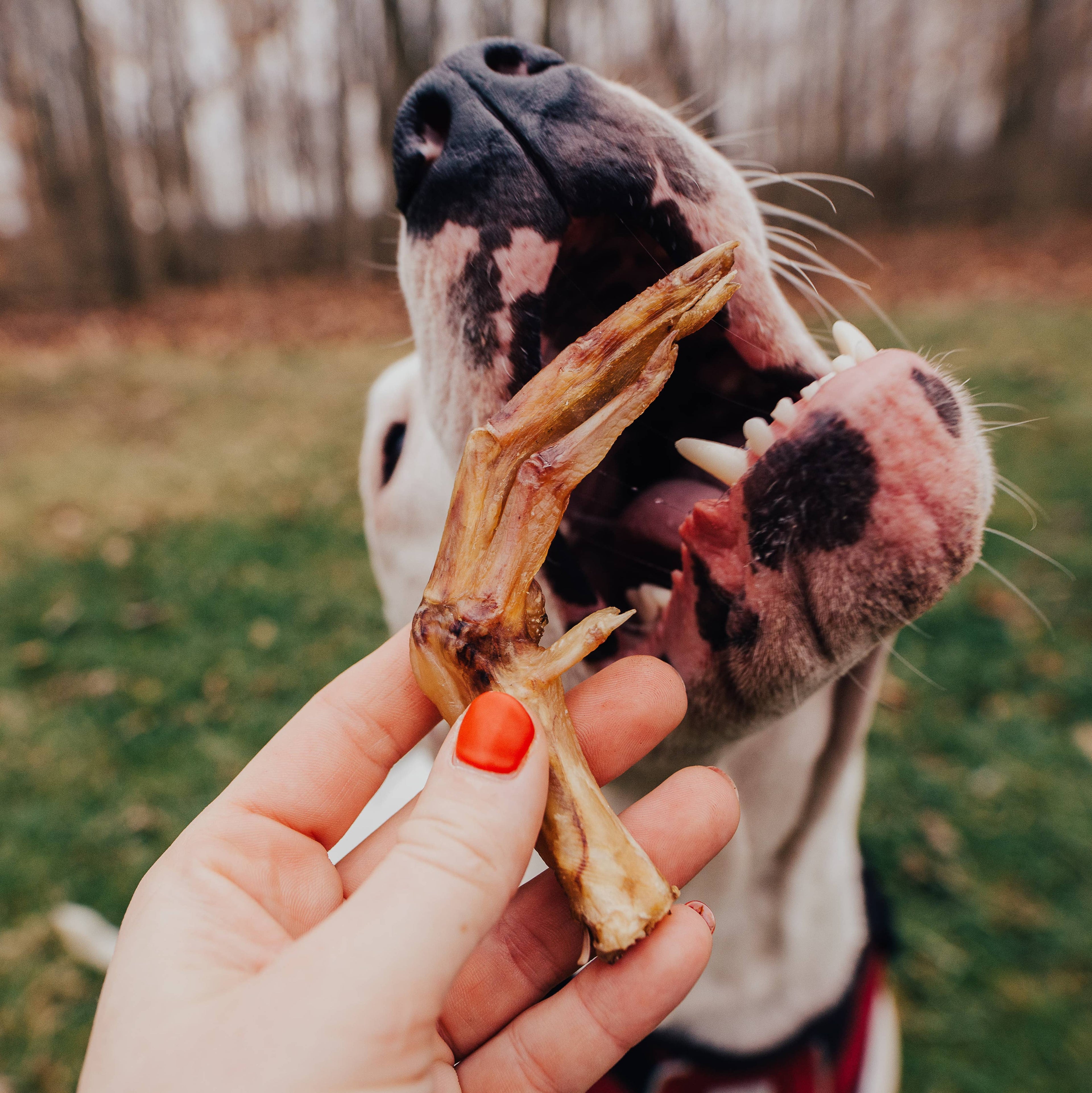 Duck Foot - Bulk Chew - All-Natural Dog Treats