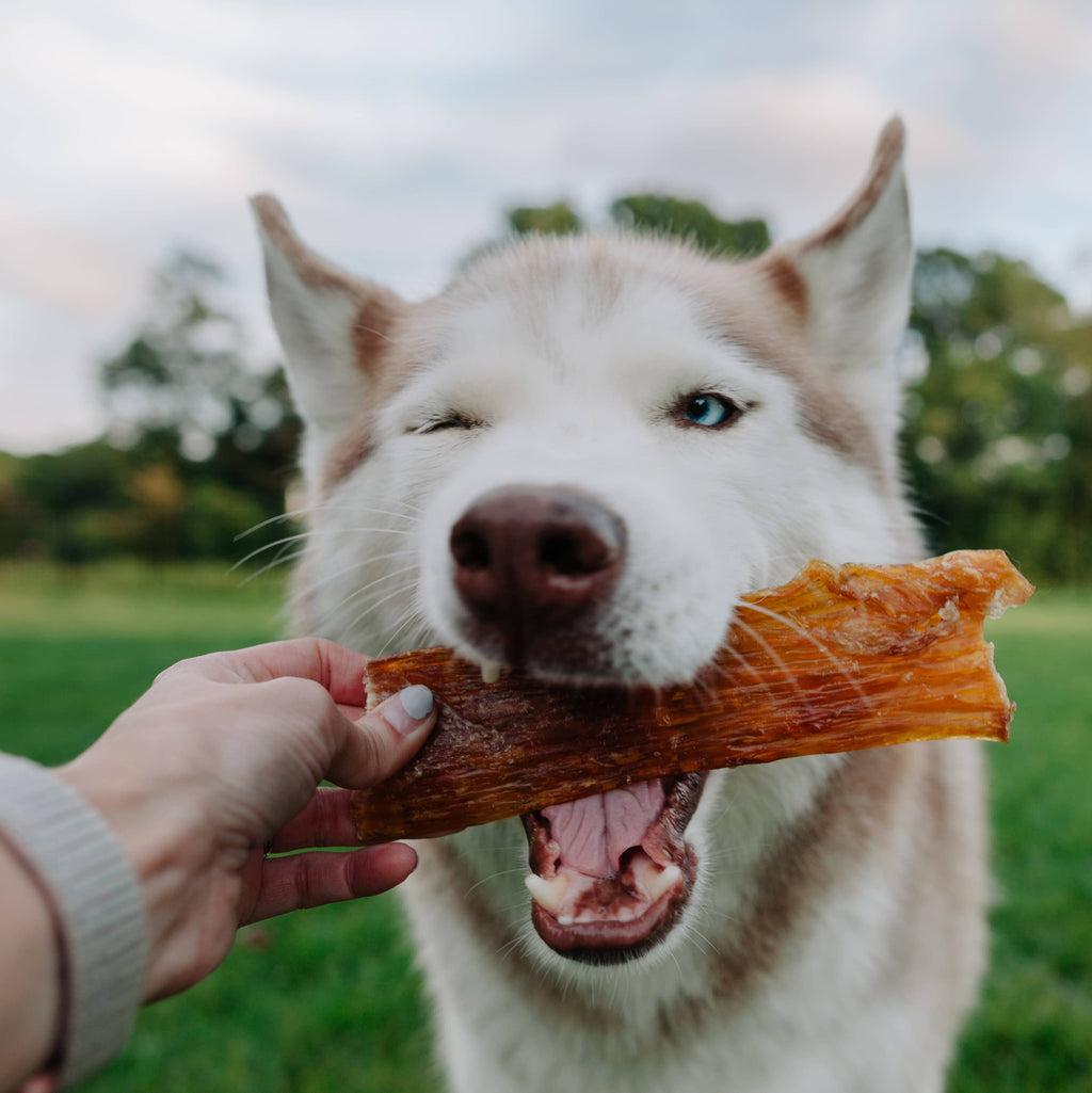 Beef Back Strap - Bulk Chew - All-Natural Dog Treats: Large