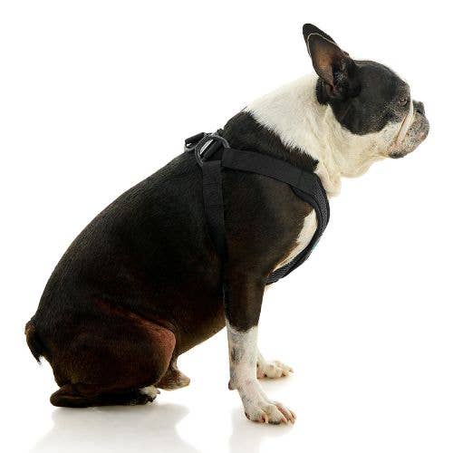 Comfort X Step-In Lite Harness | Blue | X-Large