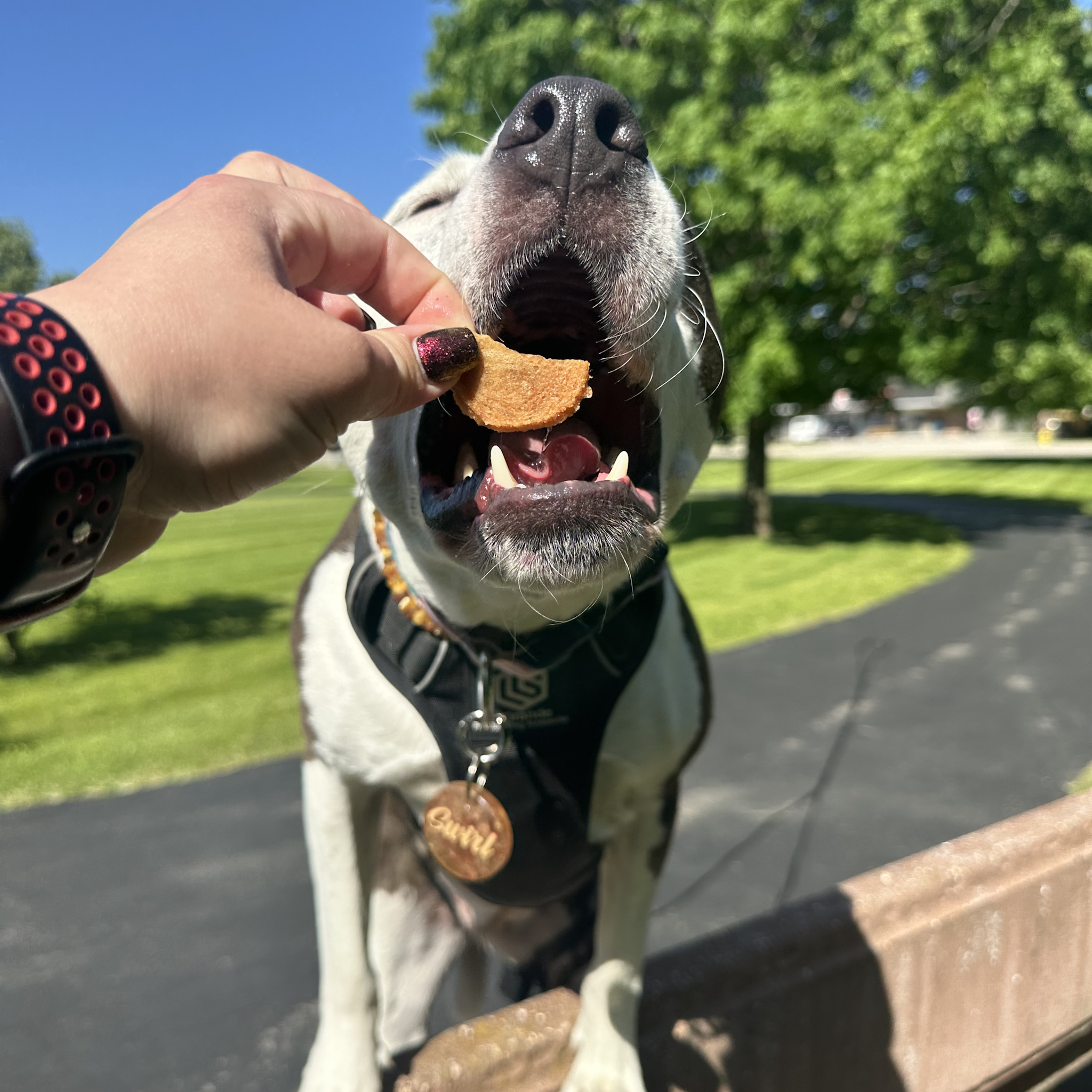 Bulk Turkey Chips for Dogs (2 lbs)