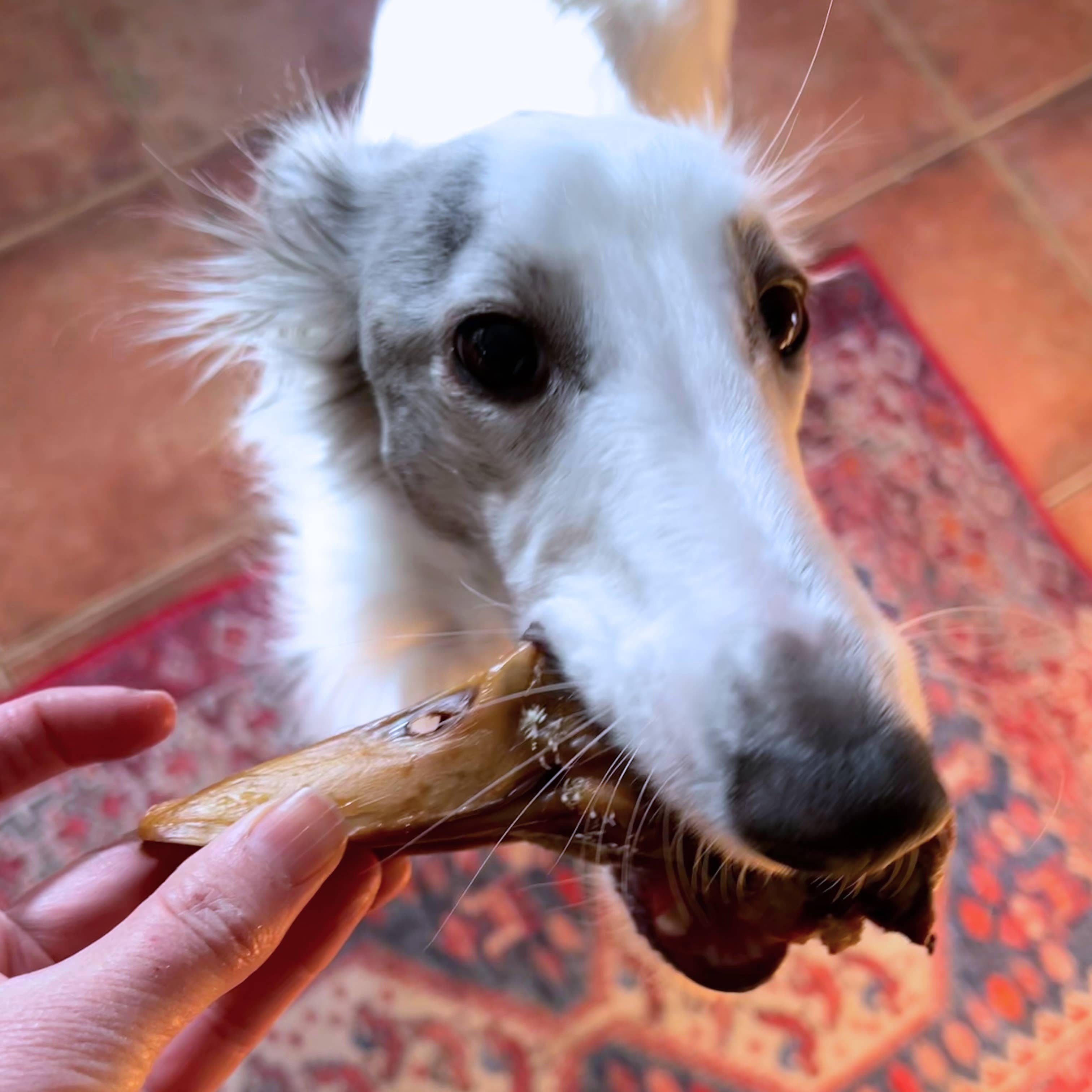 Duck Head - Bulk Chew - All-Natural Dog Treats